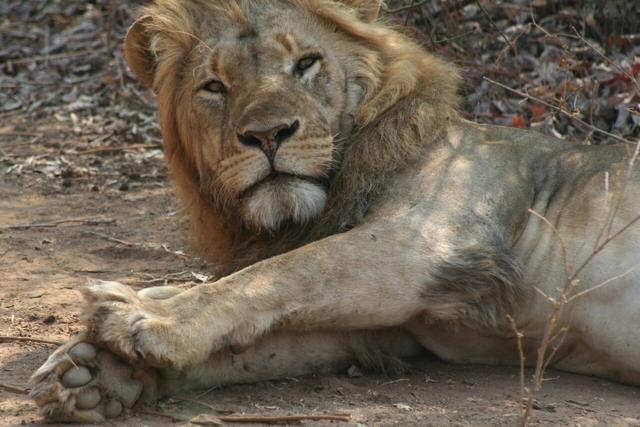 Lower Zambezi National Park